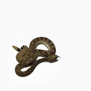 Vomeronasal: Western Diamondback Rattlesnake