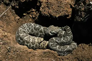 Atrox: Western Diamondback Rattlesnake