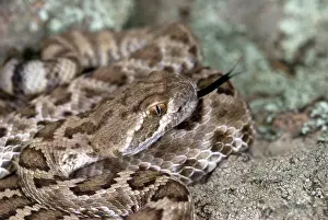 Crotalidae: Western Diamondback Rattlesnake
