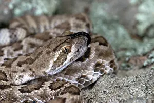 Crotalidae: Western Diamondback Rattlesnake