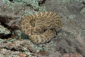 Rattle: Western Diamondback Rattlesnake