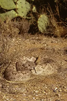 Forked: Western Diamondback Rattlesnake