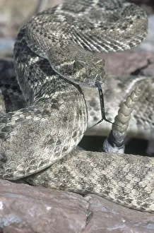 Forked: Western Diamondback Rattlesnake