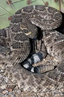Rattlesnakes: Western Diamondback Rattlesnake