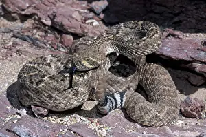 Rattlesnakes: Western Diamondback Rattlesnake