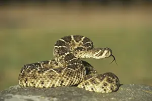 Ready: Western Diamondback Rattlesnake