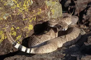 Vipers: Western Diamondback Rattlesnake