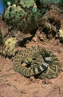 Breaks: Western Diamondback Rattlesnake