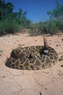 Tactic: Western Diamondback Rattlesnake