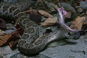 Strike: Western Diamondback Rattlesnake