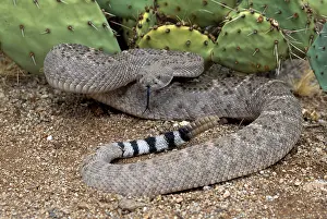Vipers: Western Diamondback Rattlesnake