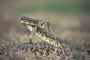 Crotalus: Western Diamondback Rattlesnake
