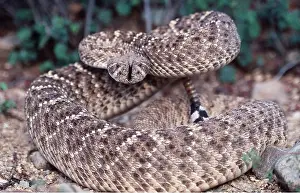 Coiled: Western Diamondback Rattlesnake