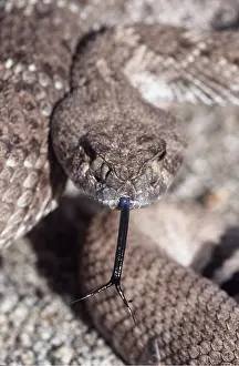 Rattlesnake: Western Diamondback Rattlesnake - close up of head
