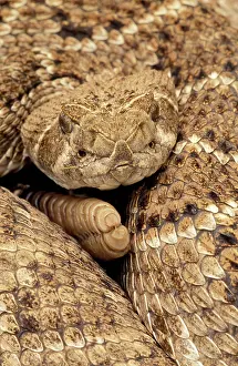 Rattles: Western Diamondback Rattlesnake - Coiled, close-up