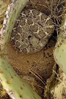 Atrox: Western Diamondback Rattlesnake Coiled - In prickly