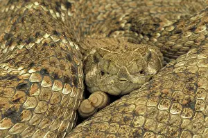 Rattles: Western Diamondback Rattlesnake - Coiled up showing