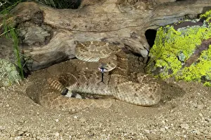 Atrox: Western Diamondback Rattlesnake - controlled subject