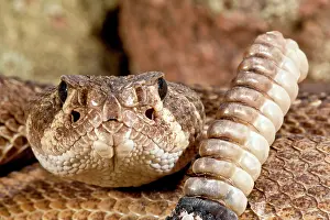 Crotalus: Western Diamondback Rattlesnake, Crotalus