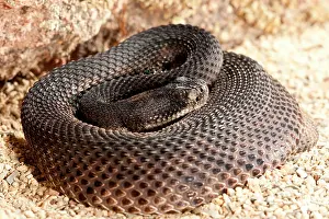 Crotalus: Western Diamondback Rattlesnake, Crotalus