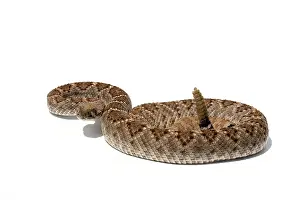 Defensive: Western Diamondback Rattlesnake (Crotalus atrox