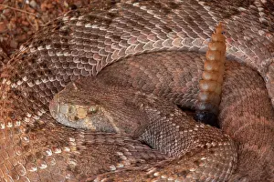 Hibernation: Western Diamondback rattlesnake, Crotalus atrox
