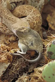 Crotalus: Western Diamondback Rattlesnake (Crotalus atrox) - Arizona -
