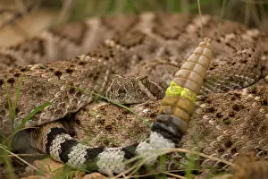 270222: Western Diamondback Rattlesnake (Crotalus atrox) - Arizona -