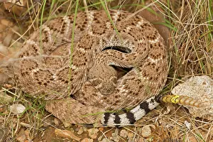Biologist: Western Diamondback Rattlesnake - Curled up showing