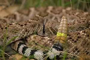 Forked: Western Diamondback Rattlesnake - Curled up showing