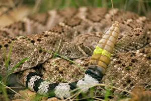 Biologist: Western Diamondback Rattlesnake - Curled up showing