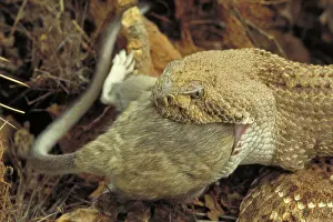 Rattles: Western Diamondback Rattlesnake - Eating a packrat