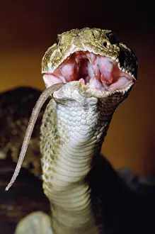 Atrox: Western Diamondback Rattlesnake - eating a rat