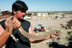 Handled: Western Diamondback Rattlesnake - being handled