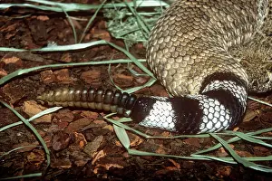 Atrox: Western Diamondback Rattlesnake - rattle on tail