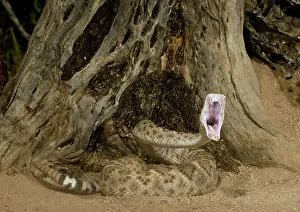 Crotalus: Western Diamondback Rattlesnake Striking