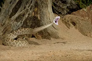 Strike: Western Diamondback Rattlesnake Striking