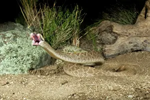 Fangs: Western Diamondback Rattlesnake - striking - controlled