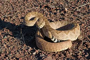 Rattlesnakes: Western Diamondback Rattlesnakes