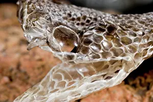 Crotalus: Western Diamondback Snake Skin