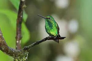 Tandayapa: Western Emerald