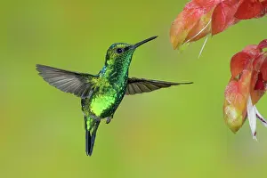 Apodiform: Western Emerald Hummingbird