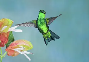 Apodiform: Western Emerald Hummingbird