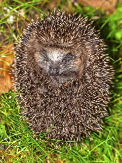 Hedgehog: Western European Hedgehog (Erinaceus europaeus)