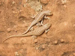 Sceloporus: Western Fence Lizard