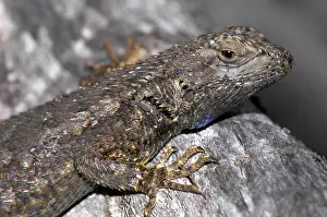 Phrynosomatidae: Western Fence Lizard