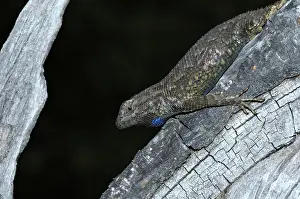 Phrynosomatidae: Western Fence Lizard
