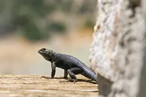 Phrynosomatidae: Western Fence Lizard