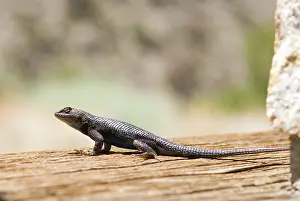 Phrynosomatidae: Western Fence Lizard