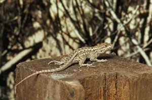 Swift: Western Fence Lizard